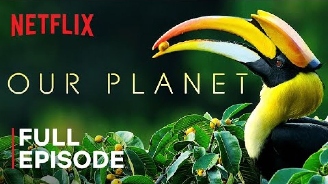 ⁣Our Planet  Forests  Netflix