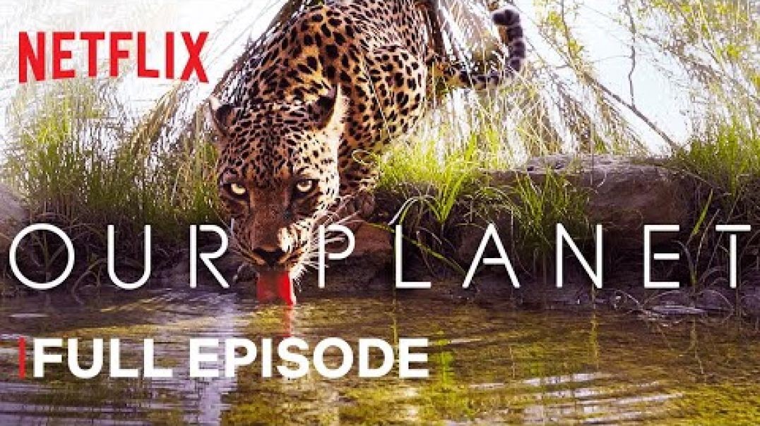 ⁣Our Planet Jungles  Netflix