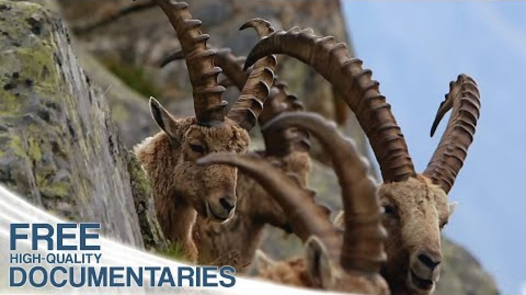 ⁣Wild Faces of Switzerland