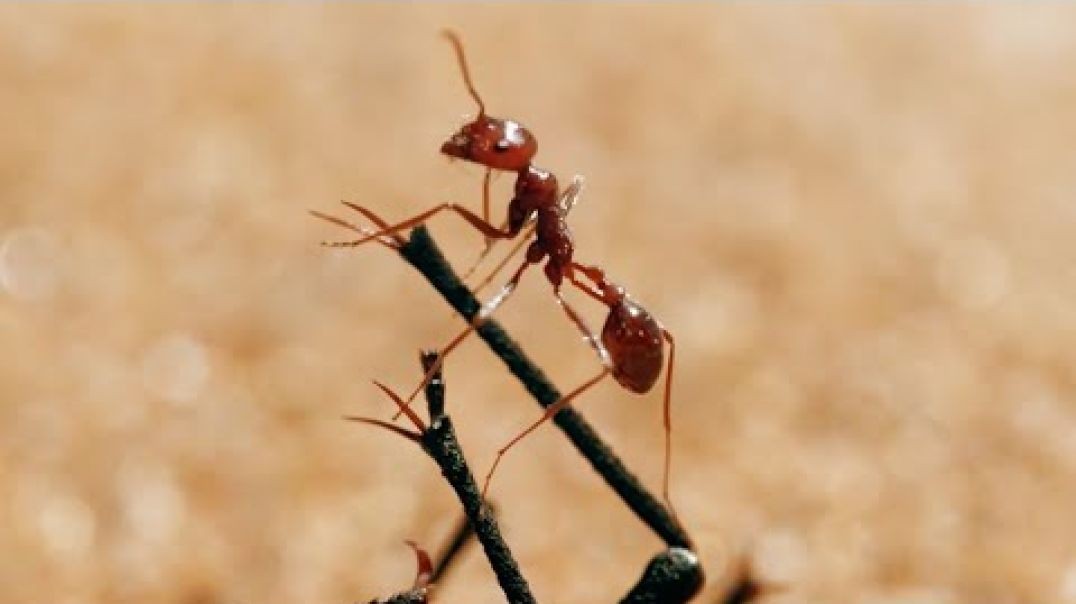 ⁣The Tiny World Of Insects