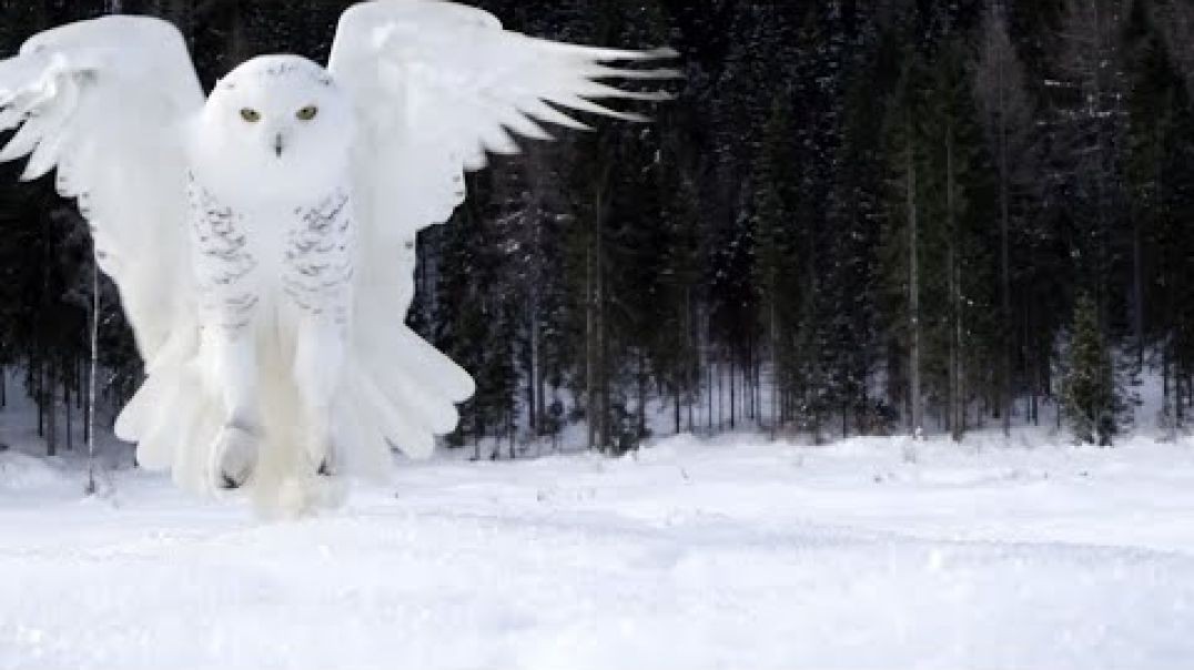 ⁣Snowy Owls Why Is It The Most Skilled Arctic Predator