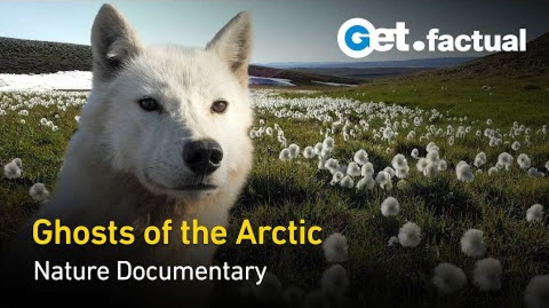 ⁣White Wolves  Ghosts of the Arctic