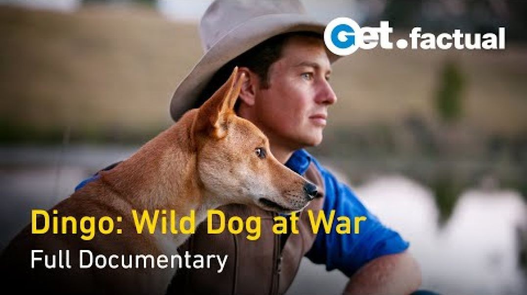 Dingo Wild Dog at War