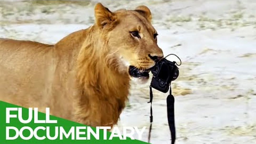 Wildlife Moments The Funniest Animal Encounters