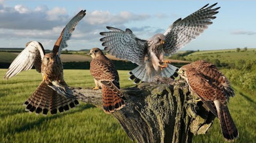 ⁣Kestrel Dad Raises Chicks Alone After Mum Disappears